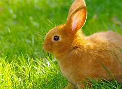 Image result for Baby White Bunny with Blue Eyes