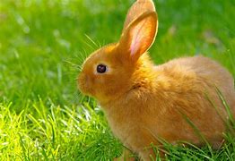 Image result for Baby Bunny Side View Black and White