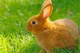 Image result for Pictures of Rabbits and Bunnies