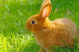 Image result for Too Cute Baby Bunnies Funny