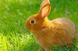 Image result for Cute Baby Bunny in Hand
