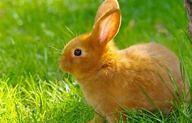 Image result for Babby Bunny Birthday