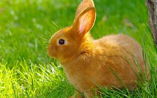 Image result for Cute and Fluffy Baby Bunnies