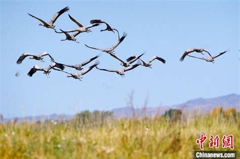 达里湖--中国北方重要的候鸟迁徙通道--赤峰日报