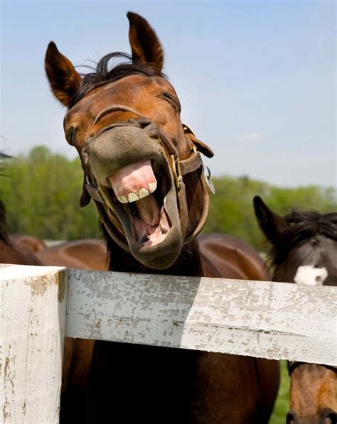 Download Funny Horse Pictures | Wallpapers.com