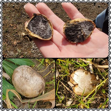 How to Find Michigan Truffles? - My Heart Lives Here