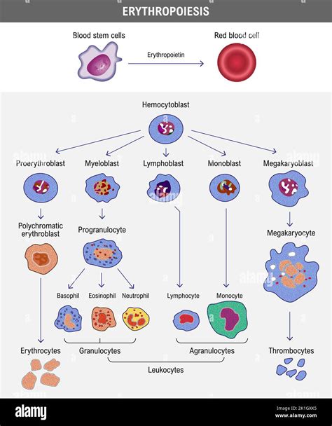 Hematopoiesis Diagram