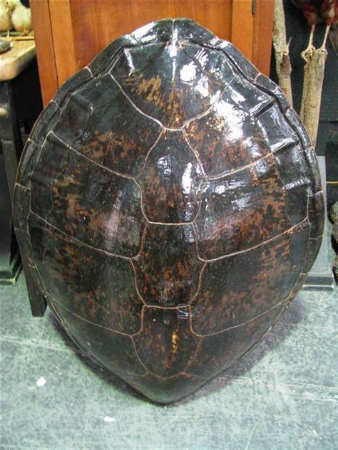 Sea Turtle Shell 的图像结果