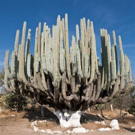 The Wonders of Cactus Cactaceae - Succulent Source