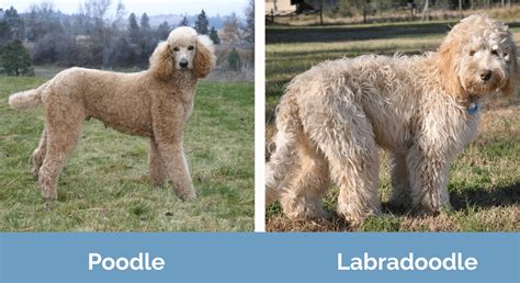 Poodle vs Labradoodle: The Differences (With Pictures) | Hepper Pet ...