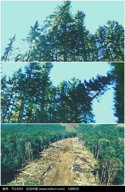 采伐经依法批准由林地转为建设用地上的林木，不再办理林木采伐许可证 - 知乎