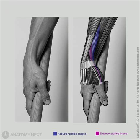 Extensor pollicis brevis | Encyclopedia | Anatomy.app | Learn anatomy ...