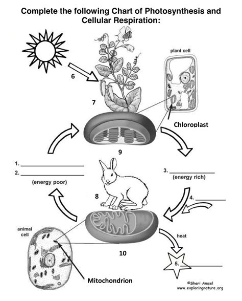 Environmental Science Workbook 的图像结果