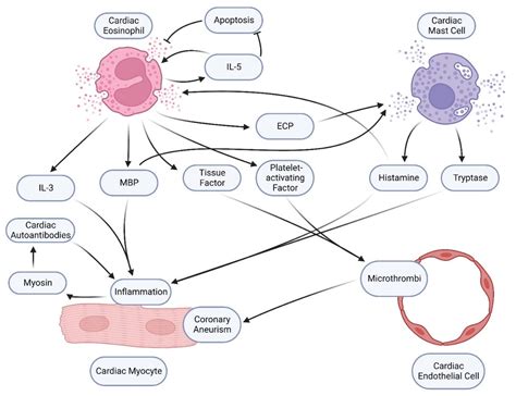 Comparison of COVID-19 Vaccine-Associated Myocarditis and Viral Myocarditis Pathology