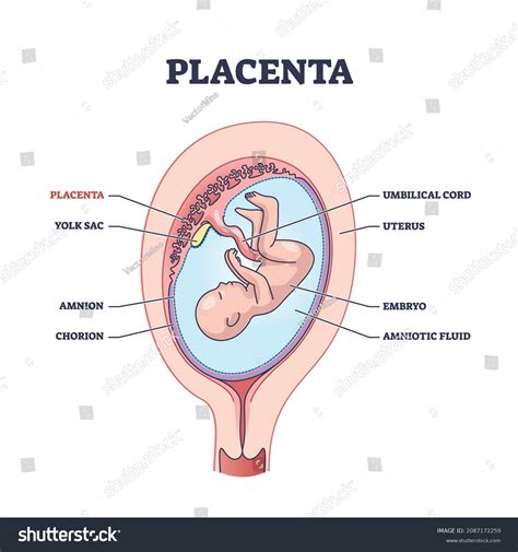 481 Placenta Diagram Royalty-Free Images, Stock Photos & Pictures | Shutterstock