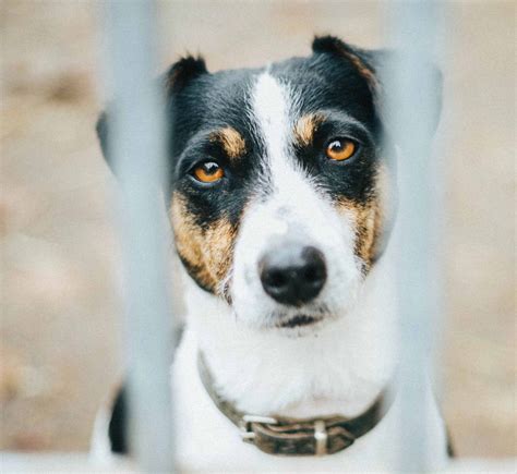 Do Dogs Get Headaches? How Can You Tell if They Do? | Superb Dog