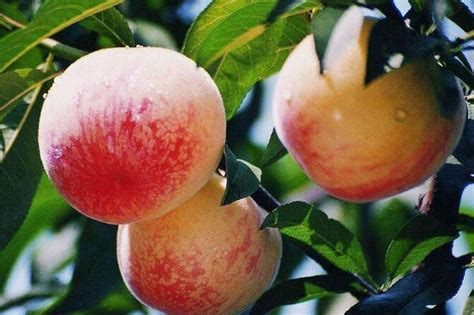 无锡水蜜桃价格 无锡水蜜桃多少钱一斤 - 鲜淘网
