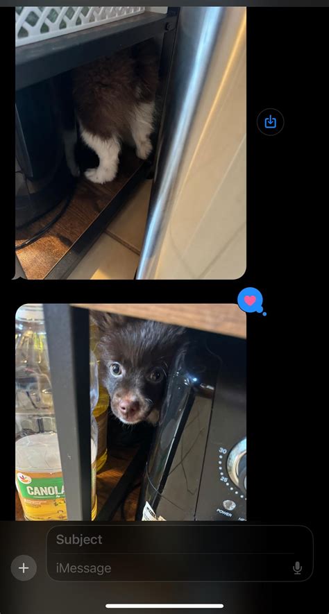 What my mom sends me while I’m at work😂😂😂 why is he like this ? : r/Pomeranians