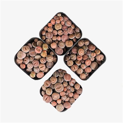 Buy Lithops - Living Stones Online in India | Soiled