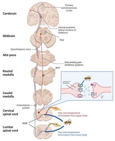 Therapeutic Potential and Mechanisms of Bee Venom Therapy: A ...