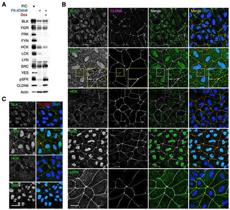 The Src-Family Kinases SRC and BLK Contribute to the CLDN6-Adhesion ...