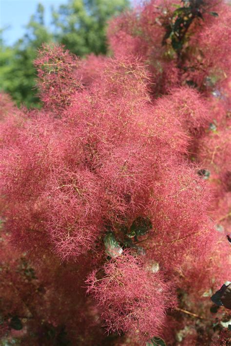 The Velvet Fog® - Smokebush - Cotinus coggygria | Proven Winners