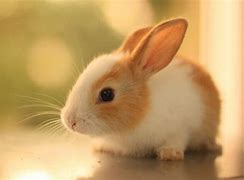 Image result for Found Baby Rabbit