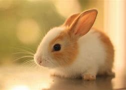 Image result for Adorable Rabbits