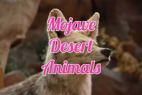 50 Animals of the Mojave Desert (With Pictures)