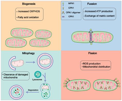 Mitochondrial Control for Healthy and Autoimmune T Cells