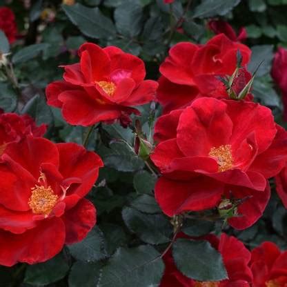 VibeX ® RXI-154 Red Rose Seeds Seed Price in India - Buy VibeX ® RXI ...