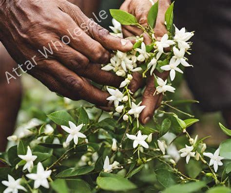 Rose & Jasmine Farms | Attar Wholesale Farm| Traditional Distillation