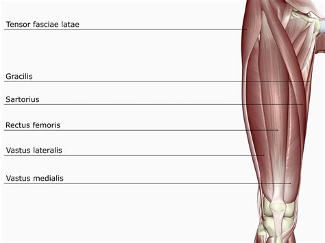 Quadriceps Femoris Muscle Anatomy Quadriceps Femoris