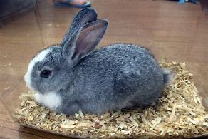 Image result for Easter Egg Rabbit