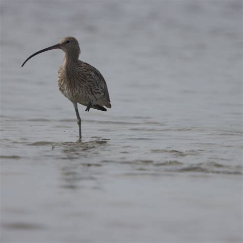 PULICAT LAKE - All You Need to Know BEFORE You Go 2026 (with Photos ...