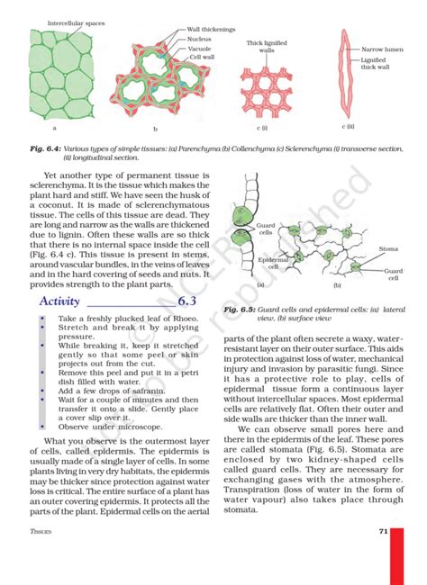 Image result for Class 9th Science Chapter Tissues