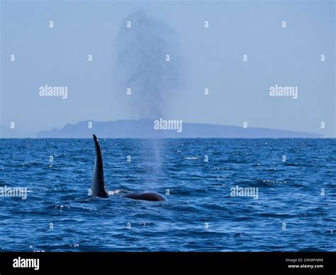 Killer whale pod (Orcinus orca), off Punta Colorada, Isla San Jose ...