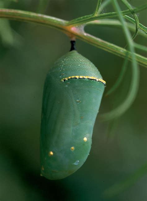 Pupa | Metamorphosis, Insects, Development | Britannica