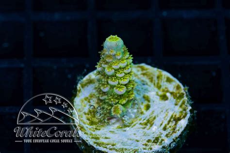 Acropora tenuis Big R Walt Disney (WCC)(Filter)(BSP)-BSP_083