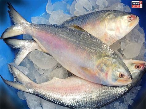 Ilish Machh এত টাকা দিয়ে ইলিশ কিনছেন, কোনও স্বাদই নেই? ইলিশের নামে কোন ...