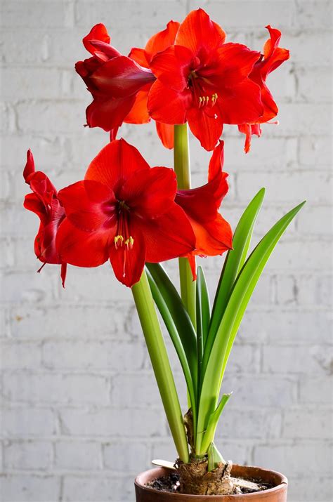Tall Red Flowers From Bulbs at Larissa Morning blog
