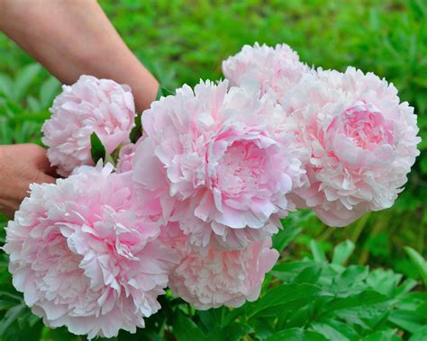 Peony 'Sarah Bernhardt' bare roots — Buy pink peonies online at Farmer ...
