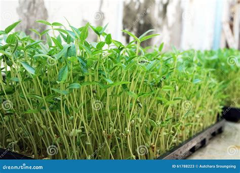 Bean sprouts. stock image. Image of sprouts, main, mung - 61788223