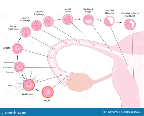 Development Of The Zygote Diagram Vector Illustration | CartoonDealer.com #92185014