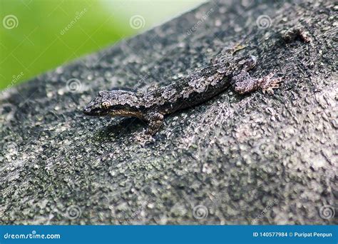 Camouflage Lizards on the Tree Not To Notice Easily Stock Photo - Image of habitat, forest ... - camouflage of lizard
