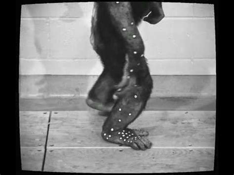 Human Foot Evolution 的图像结果