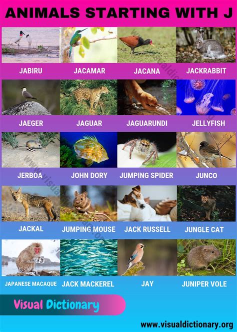 Animals that Start with J: Common Names of 20 Popular Animals Starting ...