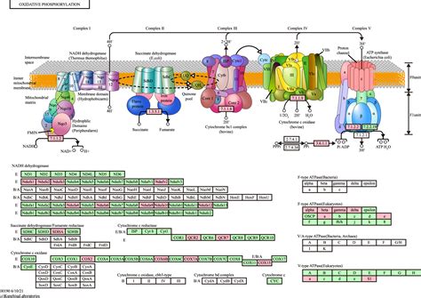 Proteomics research of SARS-CoV-2 and COVID-19 disease