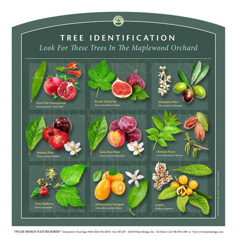 Image result for Tree Identification Chart