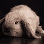 Image result for French Lop Rabbit White Background